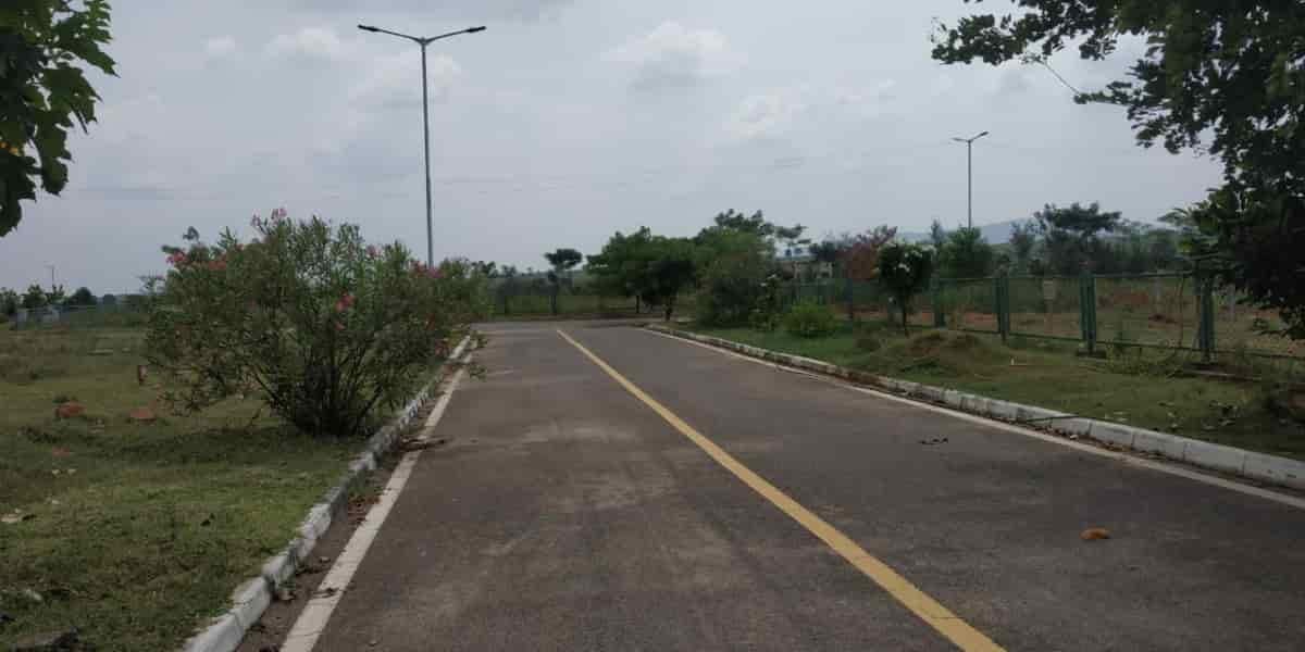 Flamingo Royal Splendor